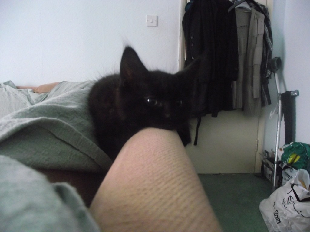 Prepare for Kitty! Part&nbsp;2