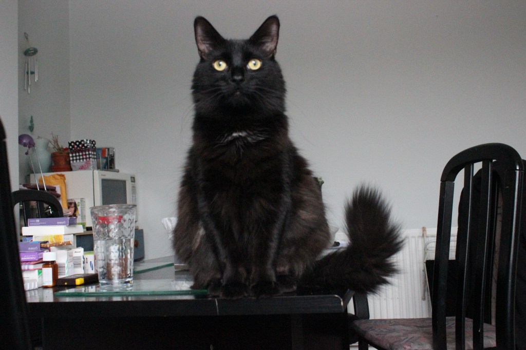 Black Cat appreciation&nbsp;day!